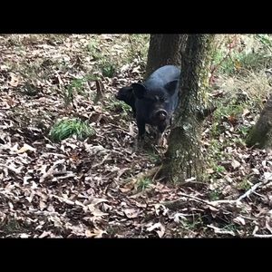 Meet your Posher, Corey